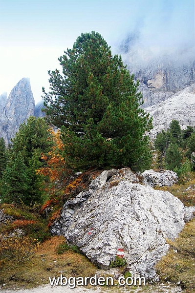 wbgarden alps 72.JPG